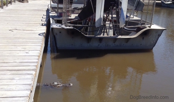 An alligators head sticking out of the water next to a wooden dock behind a boat that is parked on the water.
