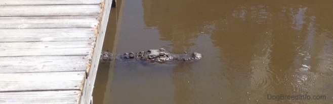 An alligators head sticking out of the water next to a wooden dock.