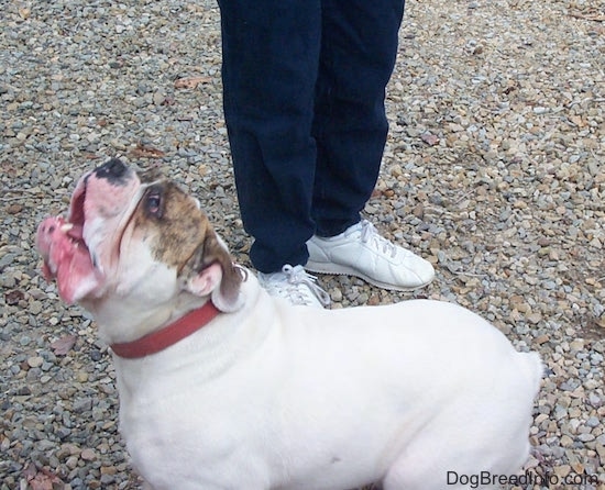 Close Up - Spike the Bulldog has drool all over its face. Spike is looking up.