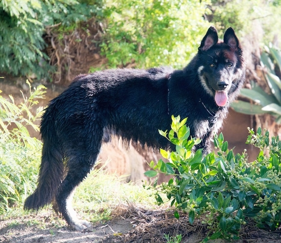 The right side of a wet black with tan American Alsatian that is standing across a dirt path. It is looking forward, its mouth is open and its tongue is out.