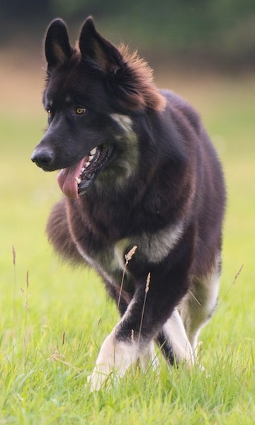 A black with tan American Alsatian is walking down a grass path. Its mouth is open, its tongue is out and it is looking to the left.