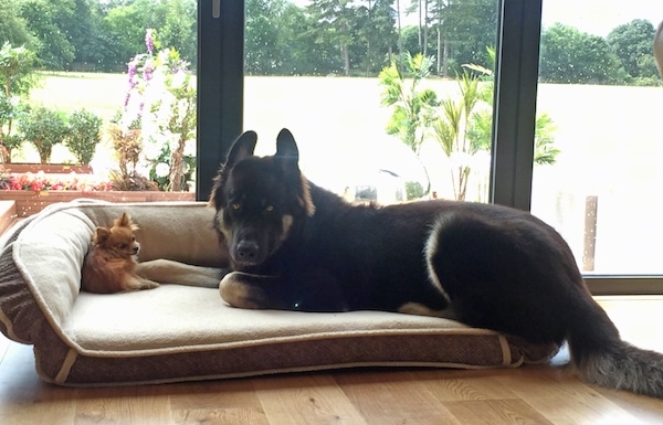 A black with tan American Alsatian is laying across a dog bed, behind a toy and it is looking forward.