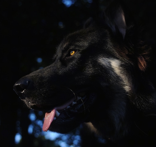 Close up - The underside of the face of a black with tan American Alsatian that has its mouth open, its tongue out and it is looking to the left.
