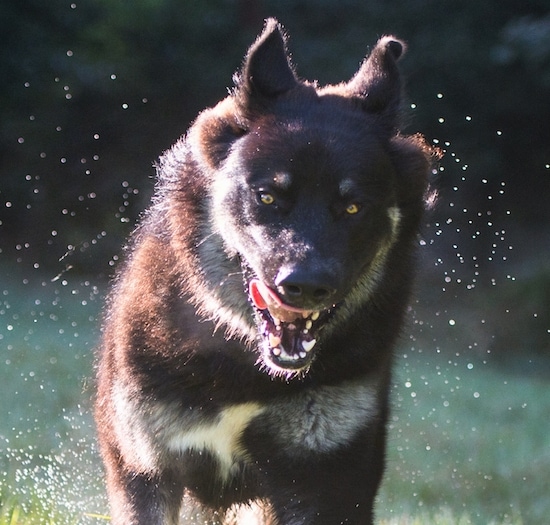 A black with tan American Alsatian is shaking itself dry. Its mouth is open and its tongue is out.