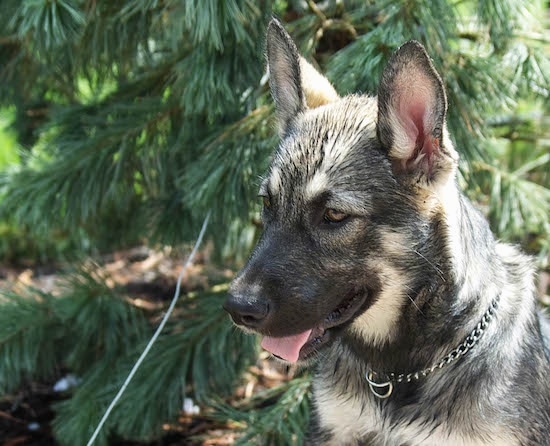 Close up - The left side of a gray and tan American Alsatian dog sitting in front of an evergreen tree, its mouth is open and its tongue is hanging out.