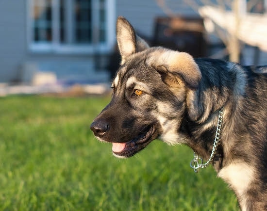 Close up - The left side of a gray and tan American Alsatian that is walking in front of a gray house. One of its ears is up and the other is flopped over to the side.