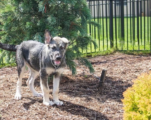 The front right side of a gray and tan American Alsatian puppy that is standing in front of a newly planted evergreen tree with a black iron fence behind it. One if its ears is up and the other is flopped over to the side.