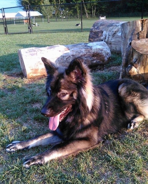 The front left side of a black and tan American Alsatian that is laying in front of large thick logs. There is a chainlink fence behind it and behind the fence are two dogs playing.