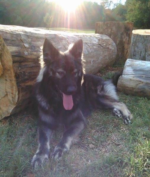 The front left side of a black and tan American Alsatian that is laying in front of large thick log. The dog has its tongue hanging out.
