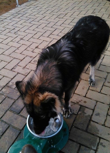 The front left side of a black and tan American Alsatian that is standing on a brick patio and drinking water from a dog water fountain.