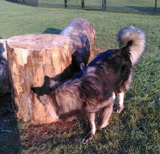 The front left side of a black and tan American Alsatian that is smelling a  large thick cut log that is laying in grass.