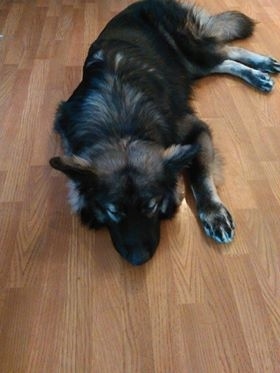 A black and tan American Alsatian dog is sleeping on a hardwood floor.