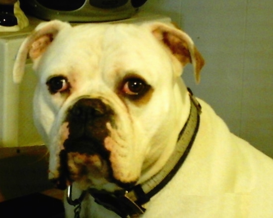 Close up - The left side of the face of a white American Bulldog that is looking forward.