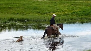 The back right side of a red merle Australian Shepherd following a man wearing a cowboy hat on a horse through a body of water next to a grassy field.