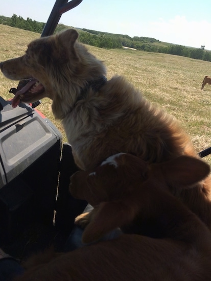 The left side of a red merle Australian Shepherd that is riding in a vehicle, across a field.