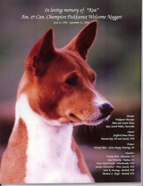 Head shot of a Basenji looking to the right with 'In Loving Memory of Kao' overlayed