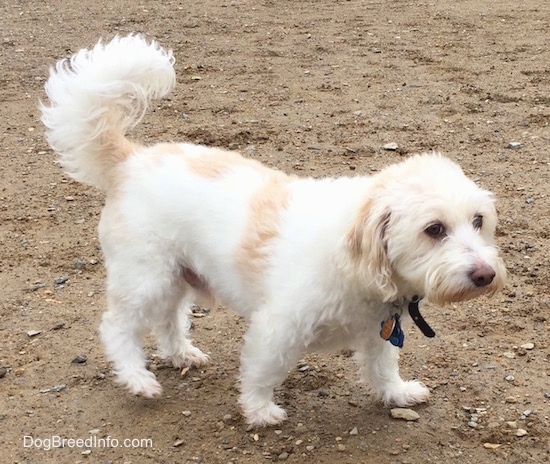 A medium-sized white with tan dog standing on a dirt ground with small stones all around him