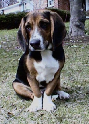 A tricolor beagle, with crooked front legs bent inward, is sitting on a hill in front of a brick house. It is looking down and to the left.