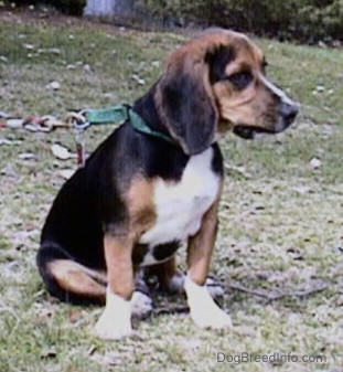 The front right side of a tri-color Beagle, with crooked front legs bent inward, is sitting on a grassy hill and it is looking to the right..