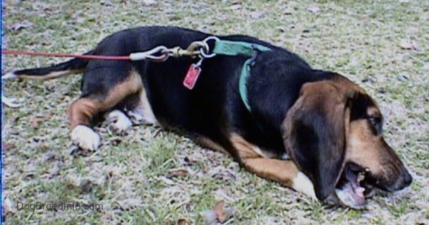 The front right side of a tricolor Beagle that is laying down in grass and it is chewing on a bone.