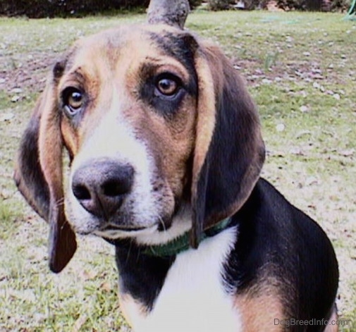 Close up - A tri-color Beagle is sitting on a hill its head is slightly tilted to the left..