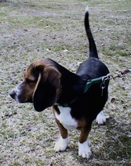 A tricolor Beagle, with crooked front legs bent inward, is standing on a hill and it is looking to the left..