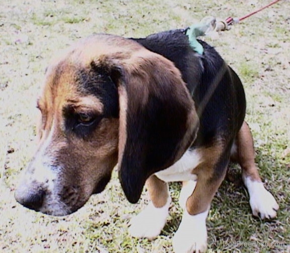 The front left side of a tri-color Beagle, with crooked front legs bent inward, is sitting on a hill with its head lowered down and it is looking to the left.