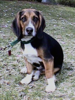 The front left side of a black, brown and white Beagle, with crooked front legs bent inward, is standing on a hill and it is looking forward.