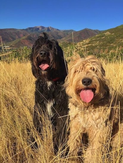 Two Bernedoodles are sitting in tall brown grass, they are looking forward, there mouths are open and tongues are hanging out.