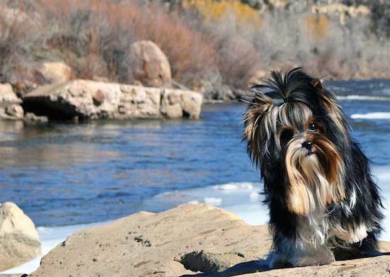 Sir Durango the Biewer standing on a rock in front of a body of water with his head tilted to the right