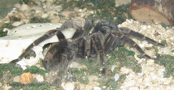 A huge black spider on top of white gravel and green moss next to some bones next to a log.