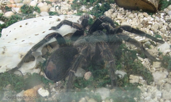 A huge black spider on top of white gravel and green moss on top ofa bone and next to a log.