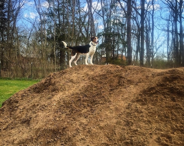 The right side of a black, white and tan Border Beagle that is standing at the top of a large dirt mound, there are leafless trees behind it.