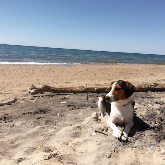 A black, white and tan Border Beagle is laying down on a sandy beach with one of the Great Lakes behind it and it is looking to the left.