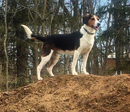 Close-up - The right side of a black, white and tan Border Beagle that is standing at the top of a large dirt mound, its mouth is open and it is looking to the right.