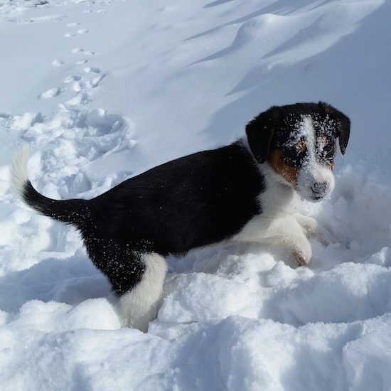 Topdown view of the back right side of a black, white and tan Border Beagle puppy that is walking in snow and it has snow all over its face.