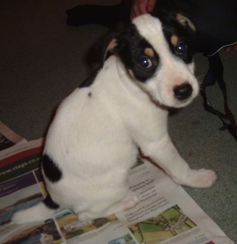 The back right side of a white, black and tan tricolor Border jack puppy that is sitting on newspaper and it is looking forward.