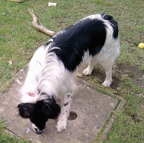 Topdown view of the front left side of a white and black Bordoodle that is a concrete block and there is a tennis ball behind it.