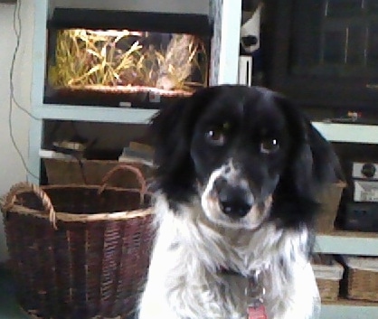 A black and white Bordoodle is sitting on a carpet and it is looking forward. There is a wicker basket behind it.