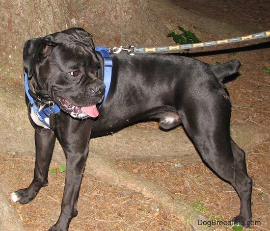 The left side of a black with white Boxer that is wearing a blue harness, it is standing across a dirt surface, it is looking to the right, its mouth is open and its tongue is sticking out.