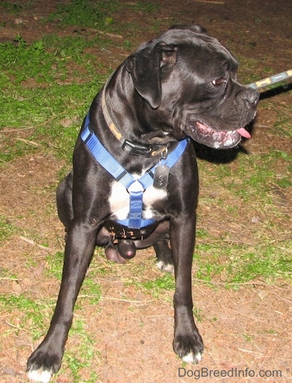 A black with white Boxer is sitting on dirt, it is wearing a blue harness, it is looking to the right, its mouth is open and its tognue is out.