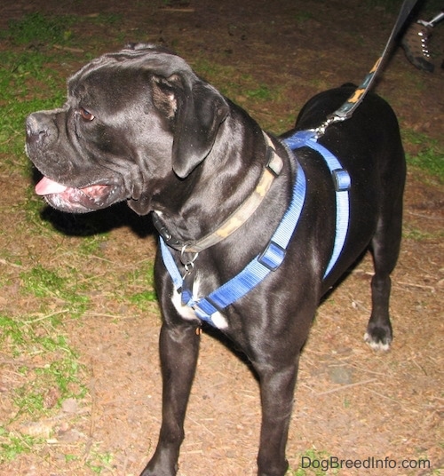 The front left side of a black with white Boxer that is standing in dirt, it is looking to the left and its mouth is slightly open.