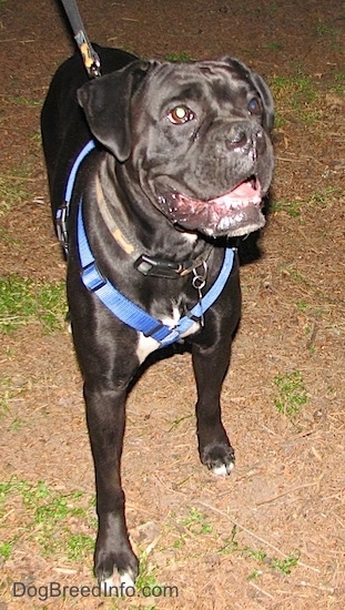 A black with white Boxer is walking down a dirt surface, it is looking up, its mouth is open and its tongue is sticking out.