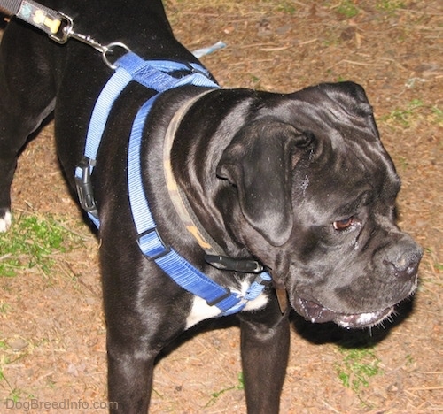 Close up - The front right side of a black with white Boxer that is standing on dirt and it is looking down.