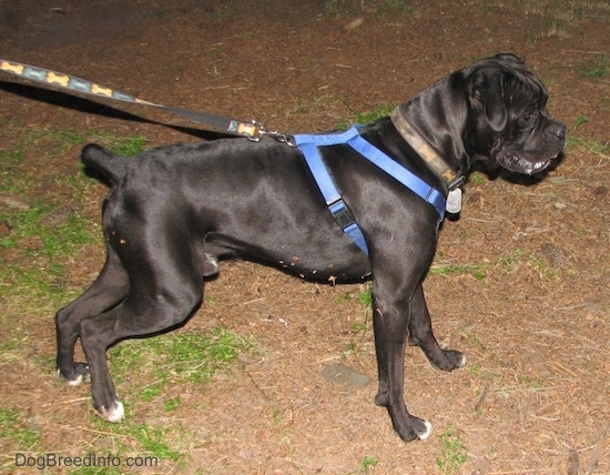 The right side of a black with white Boxer that is standing across a dirt surface and it is looking to the right.