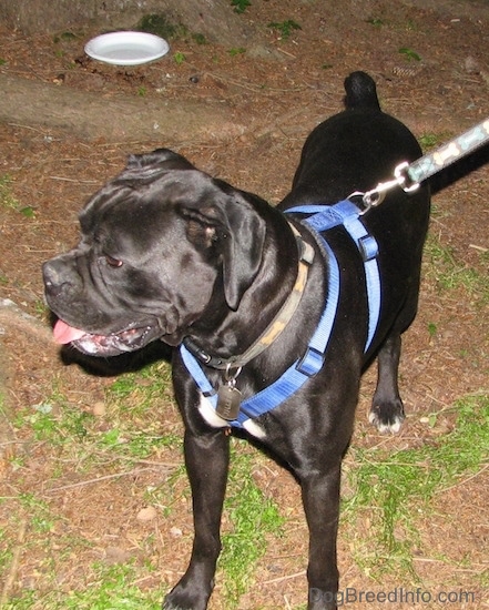 The front left side of a black with white Boxer that is standing on dirt, it is looking to the left, its mouth is open and its tongue is hanging out. It is wearing a blue harness attached to a leash that has yellow dog bones on it.