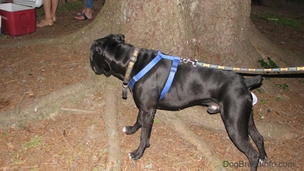 The left side of a black with white Boxer that is standing across dirt and it is looking at people that are standing behind it.