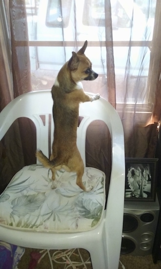 back-side view - A toy-sized Chiweenie dog on top of a plastic white lawn chair inside of a house in front of a window with its head turned to the right.