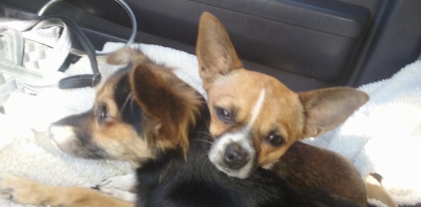 Close up head shots - two toy dogs a medium-haired Pomchi and a short-haired Chiweenie with perk ears laying down in the passenger seat of a car. The Chiweenie has his head on the Pomchi