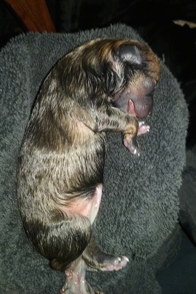 Side view - a newborn dead puppie with its intestines hanging out laying on top of a dark gray towel.